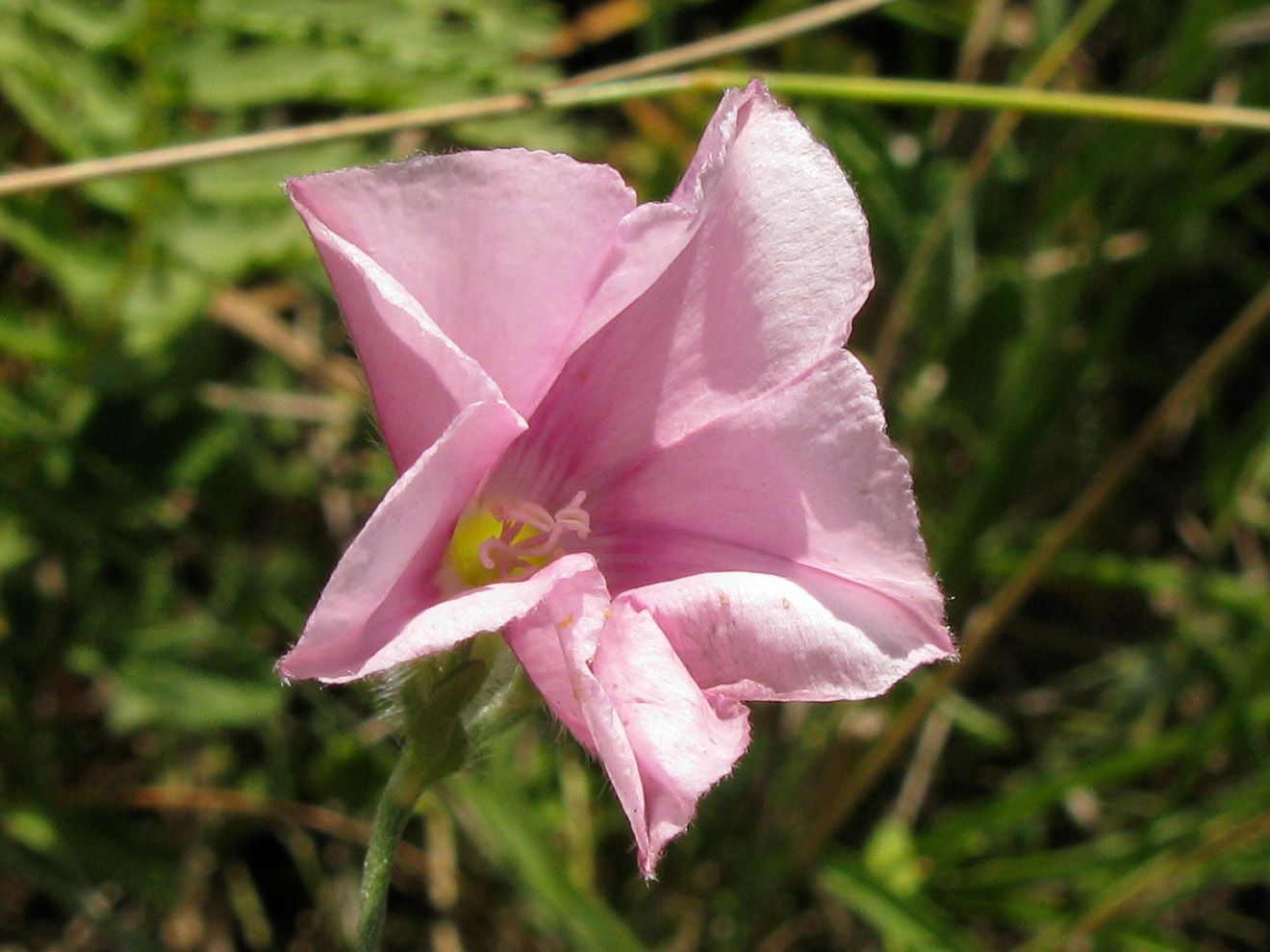 Изображение особи Convolvulus cantabrica.