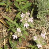 Thymus &times; dimorphus