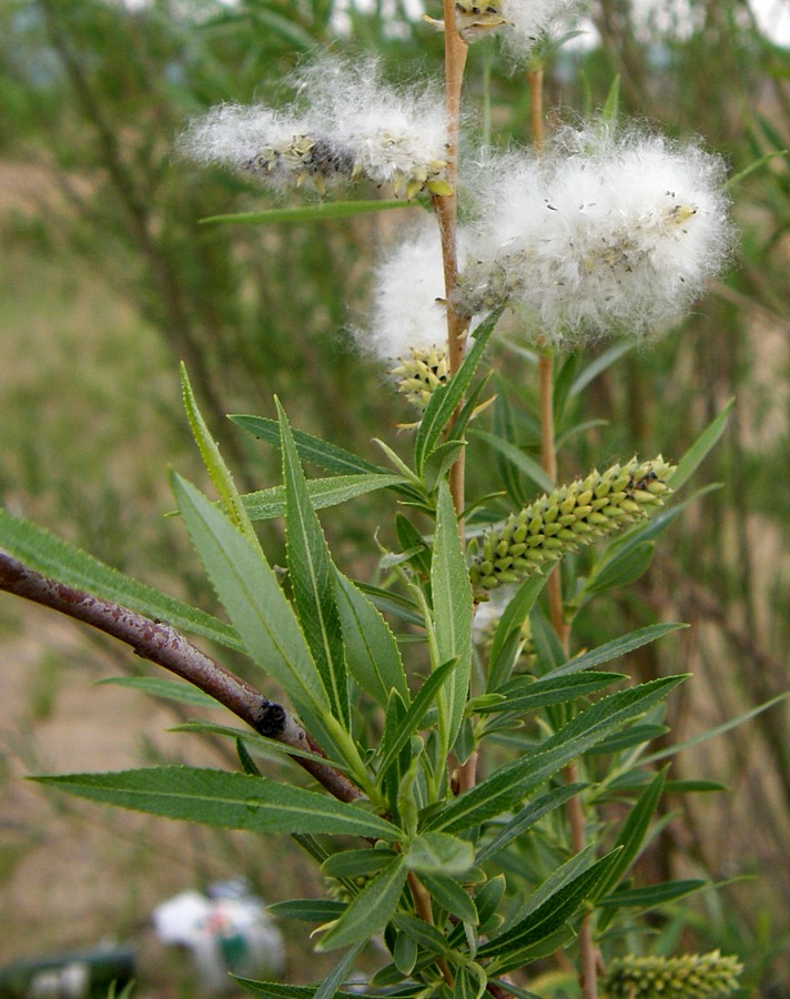 Image of Salix nipponica specimen.