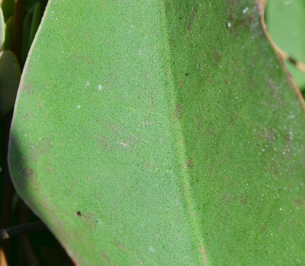 Image of Limonium narbonense specimen.