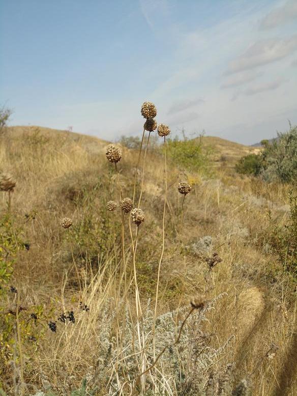Image of Allium sphaerocephalon specimen.