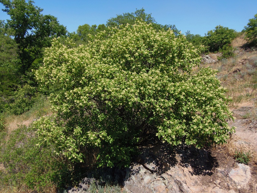 Image of Acer tataricum specimen.