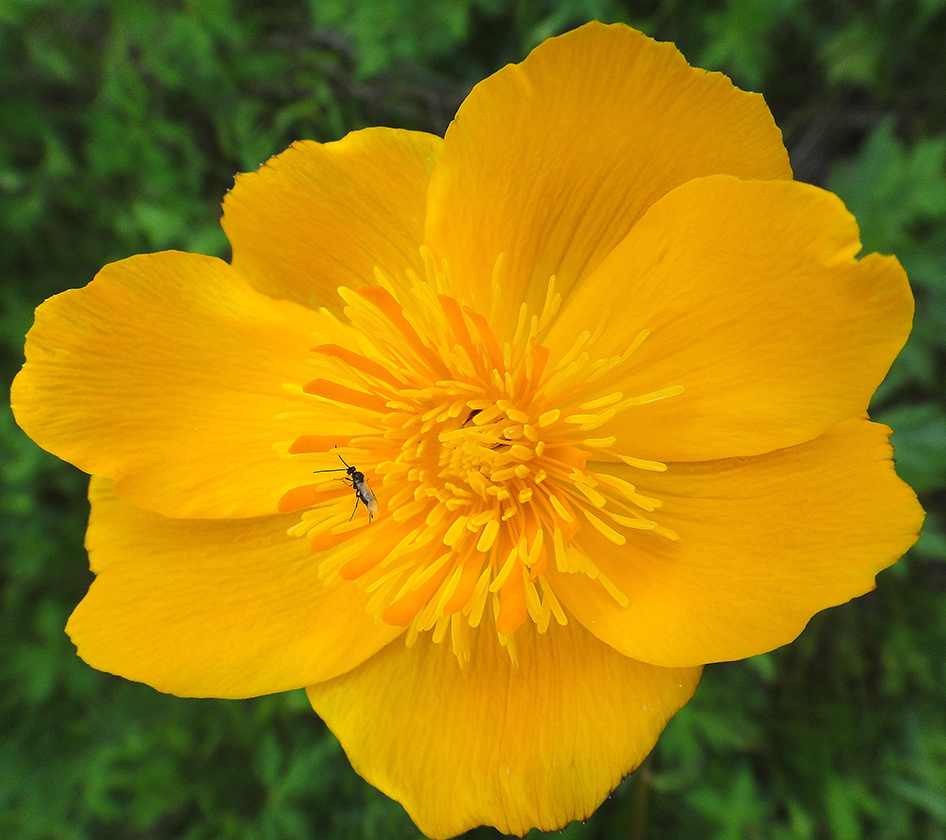 Image of Trollius uncinatus specimen.