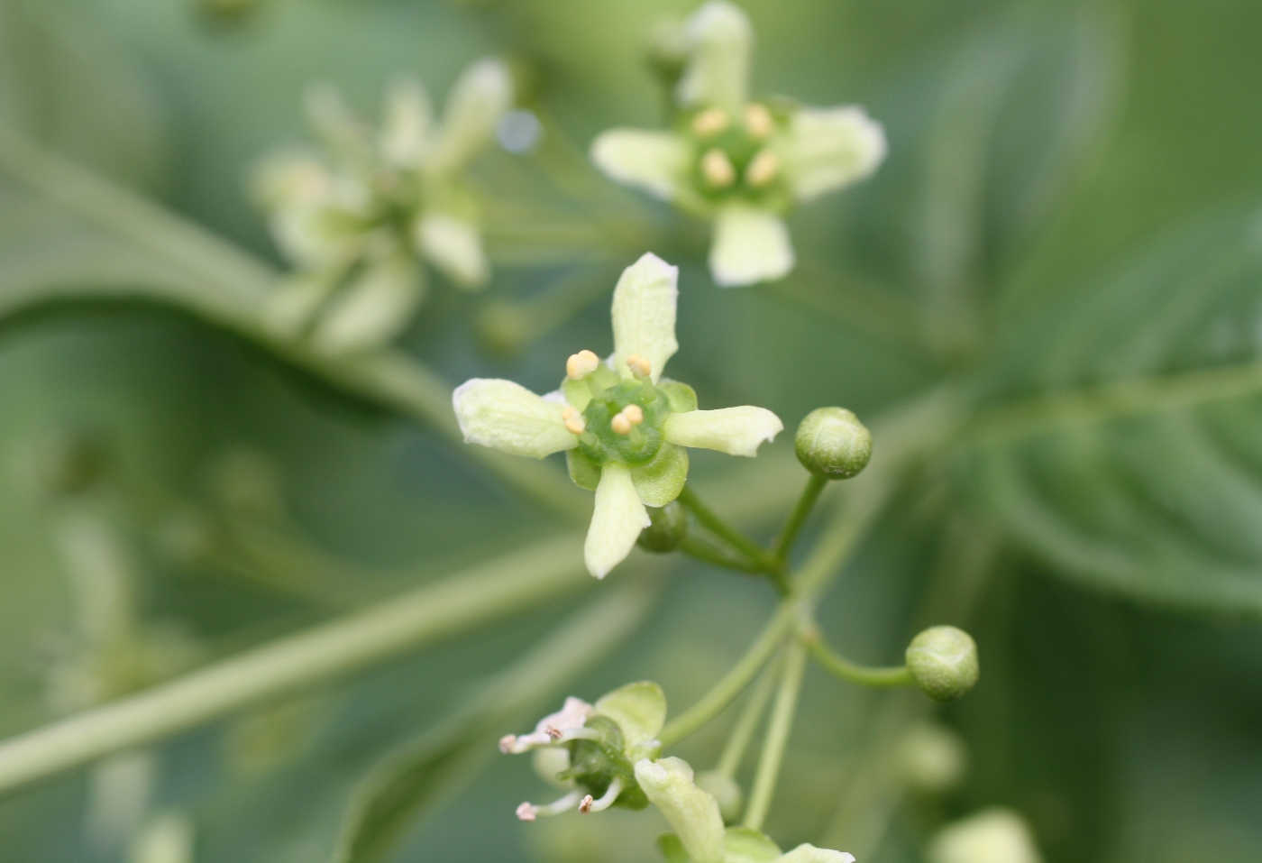 Изображение особи Euonymus europaeus.