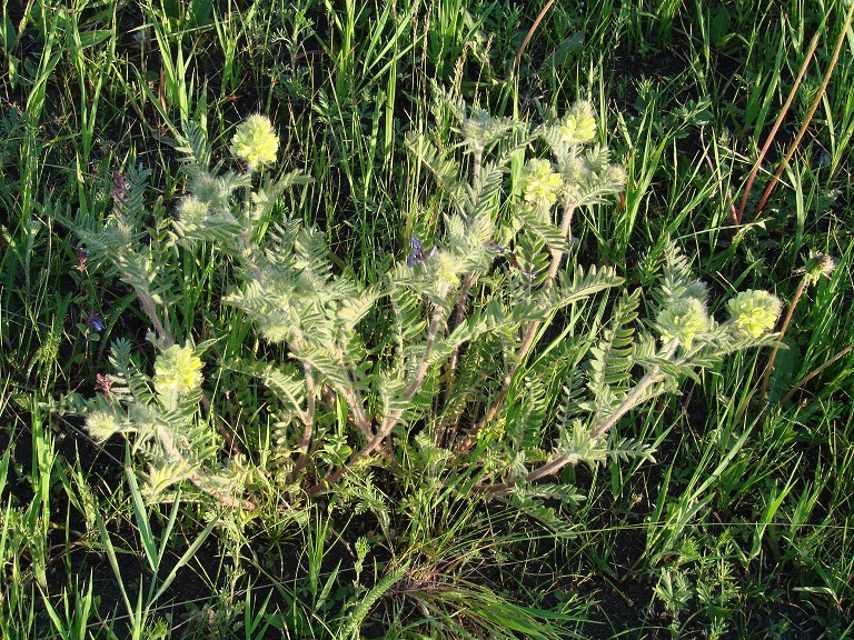 Изображение особи Oxytropis pilosa.