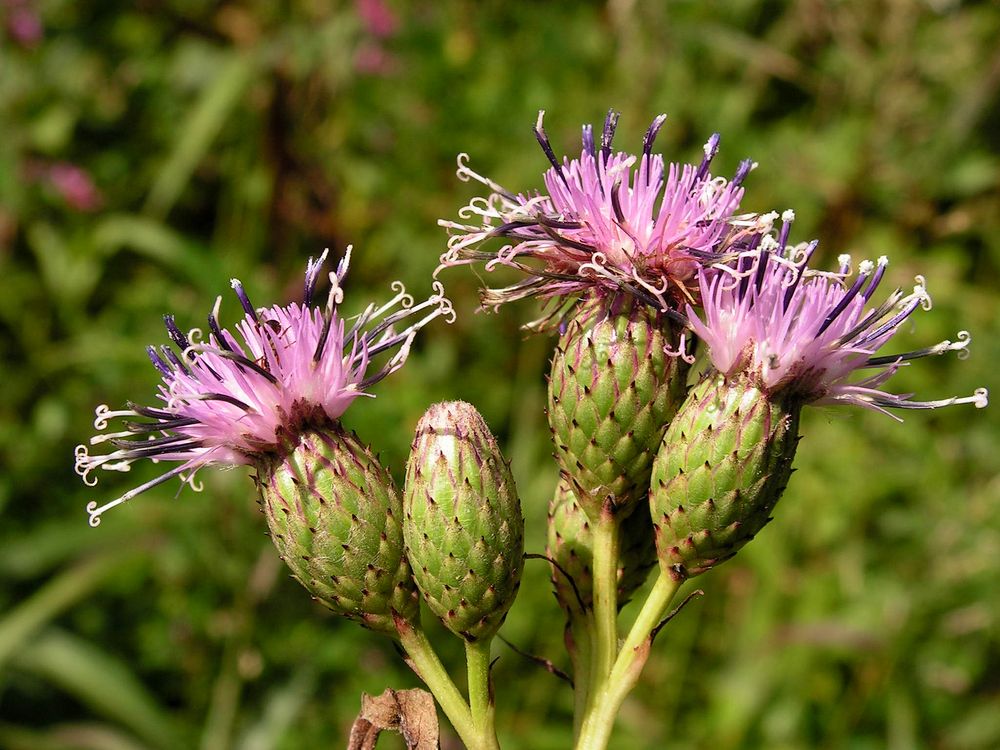 Image of Saussurea grandifolia specimen.