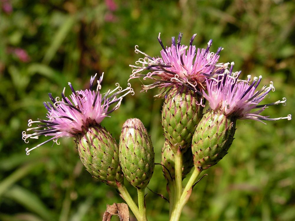 Изображение особи Saussurea grandifolia.