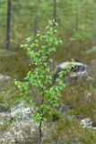 Betula pendula. Молодое растение. Карелия, восточный берег оз. Топозеро. 11.06.2013.