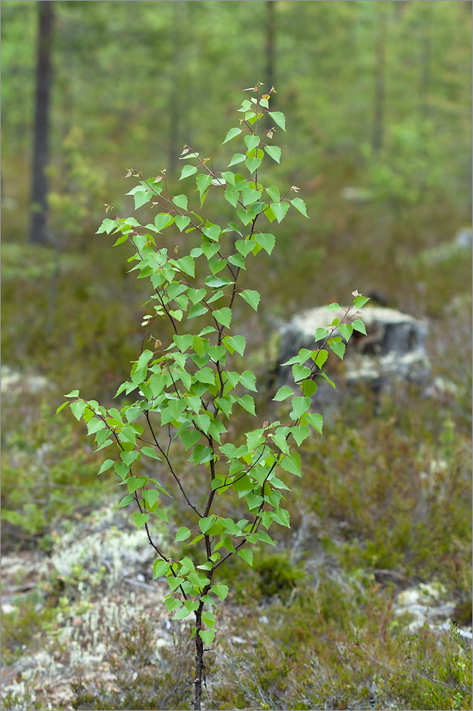 Небольшие березки. Береза и карликовая береза. Карликовые берёзы (Ёрник. Betula Nana. Плантариум Betula pendula.