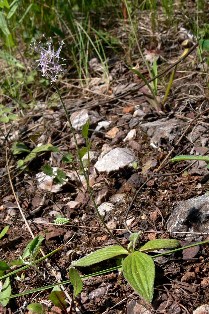 Image of Plantago media specimen.
