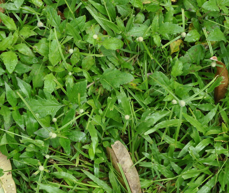 Image of Kyllinga nemoralis specimen.