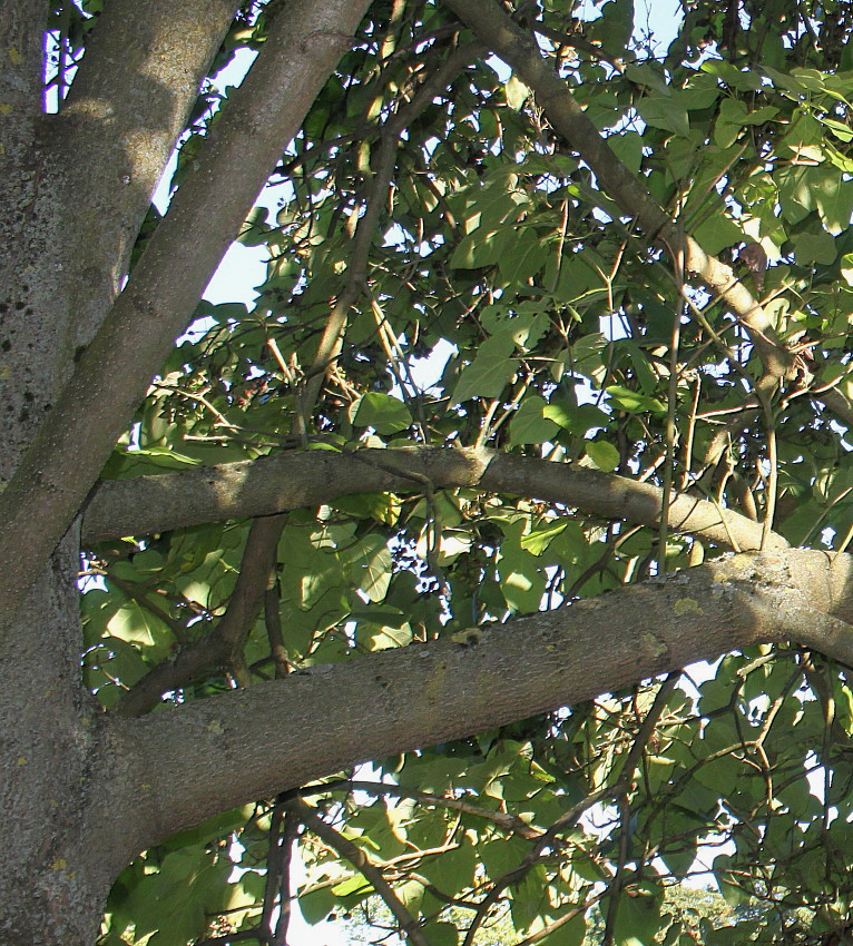 Image of genus Paulownia specimen.