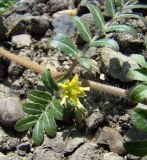 Tribulus terrestris