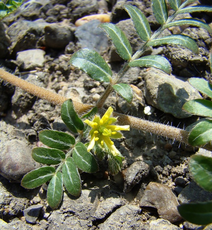 Изображение особи Tribulus terrestris.