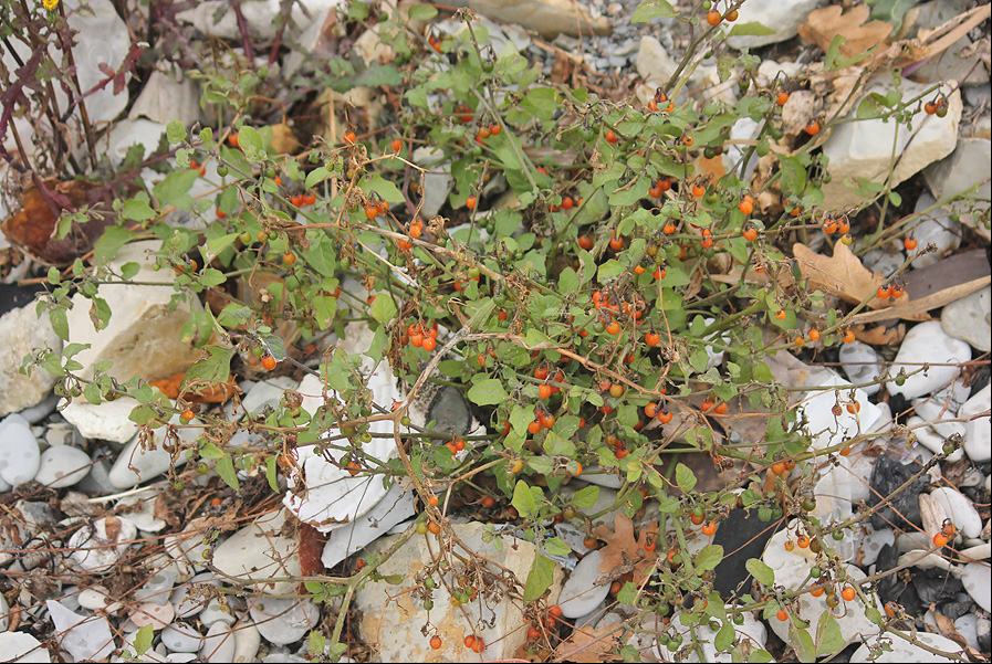 Image of Solanum zelenetzkii specimen.