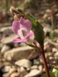 Corydalis caucasica. Верхушка побега с соцветием с распустившимся цветком. Краснодарский край, Новороссийский р-н, гора Рябкова, каменистый склон, скальнодубово-грабовый лес. 23.02.2014.