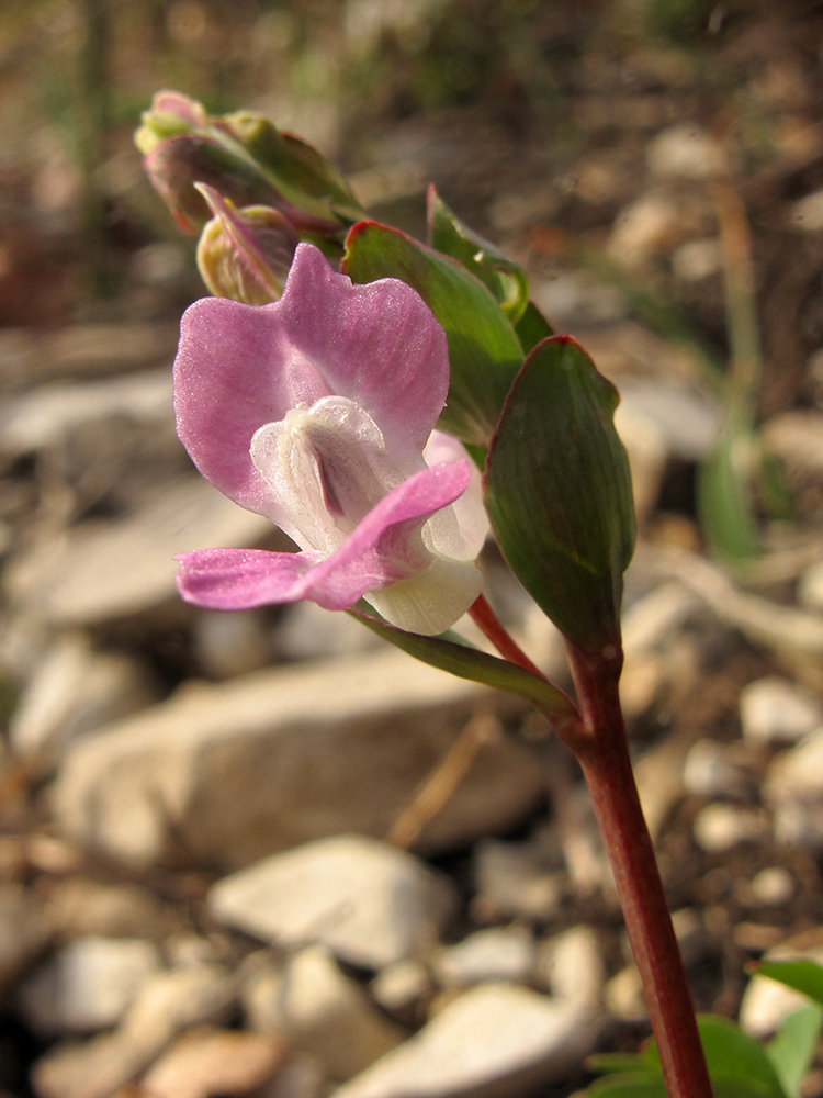 Изображение особи Corydalis caucasica.