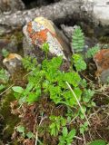 Cryptogramma raddeana