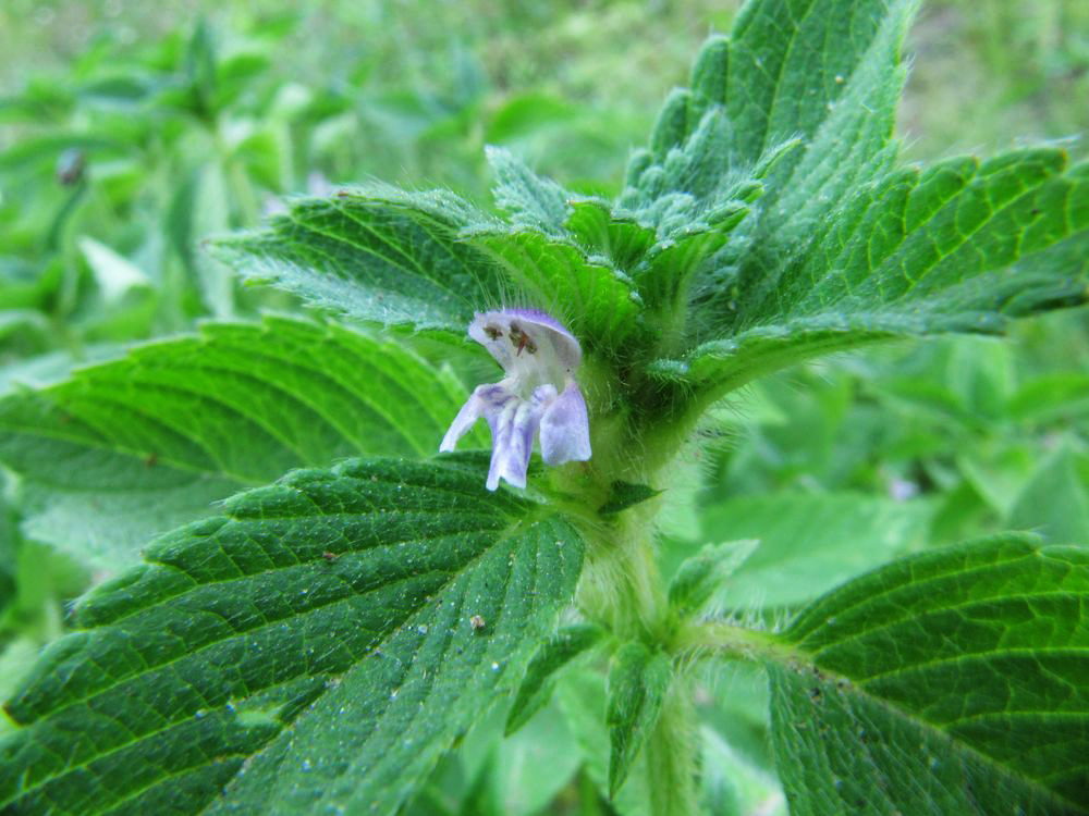 Изображение особи Galeopsis bifida.