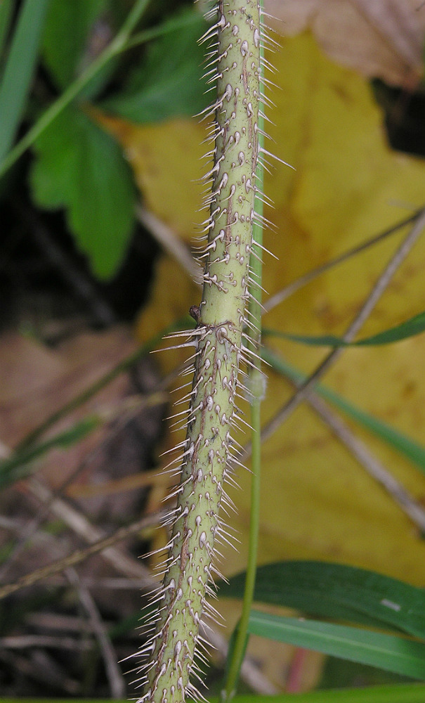 Image of Rosa glabrifolia specimen.