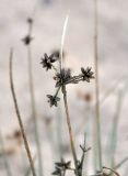 Cyperus stramineoferrugineus. Верхушка побега с соплодием. Йемен, о. Сокотра, окр. г. Хадибо. 28.12.2013.