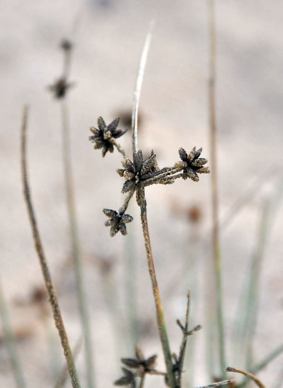 Изображение особи Cyperus stramineoferrugineus.