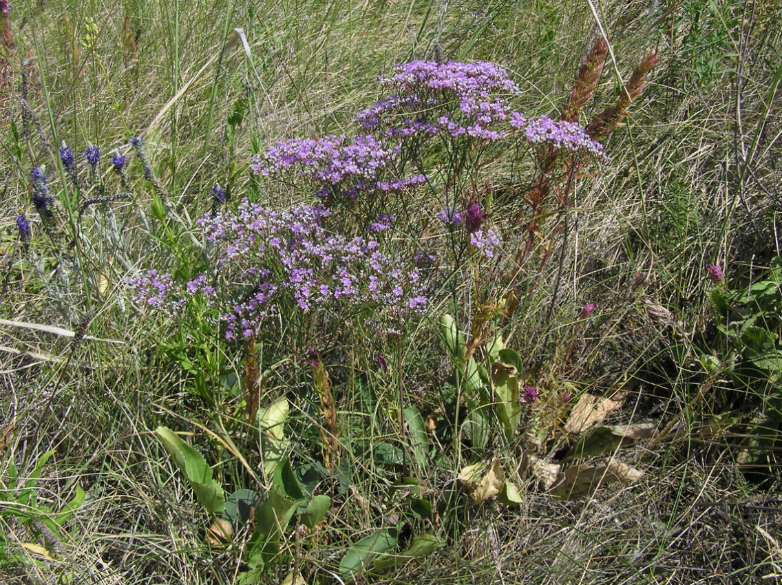 Изображение особи Limonium bungei.