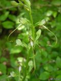 Himantoglossum caprinum