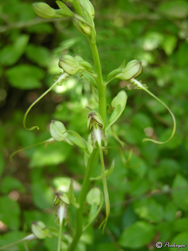 Изображение особи Himantoglossum caprinum.