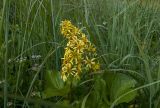 Ligularia sibirica