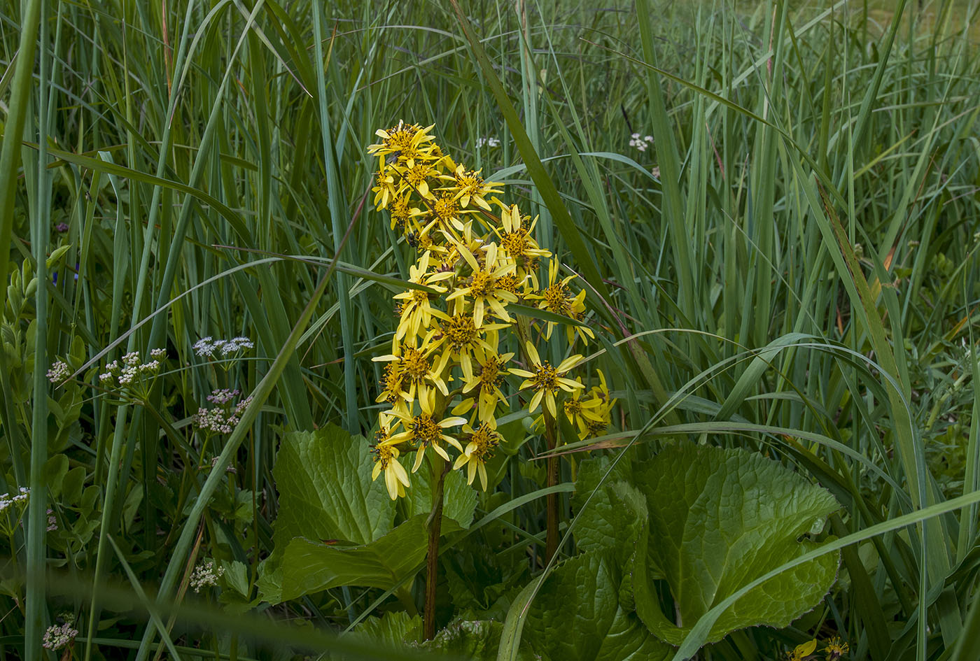 Изображение особи Ligularia sibirica.