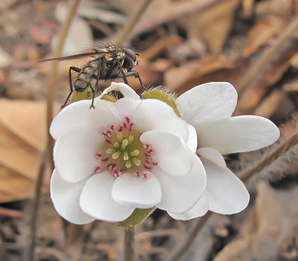 Image of Hepatica asiatica specimen.