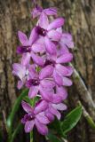 genus Dendrobium. Соцветие. Таиланд, провинция Краби, курорт Ао Нанг. 12.12.2013.