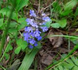 Ajuga reptans