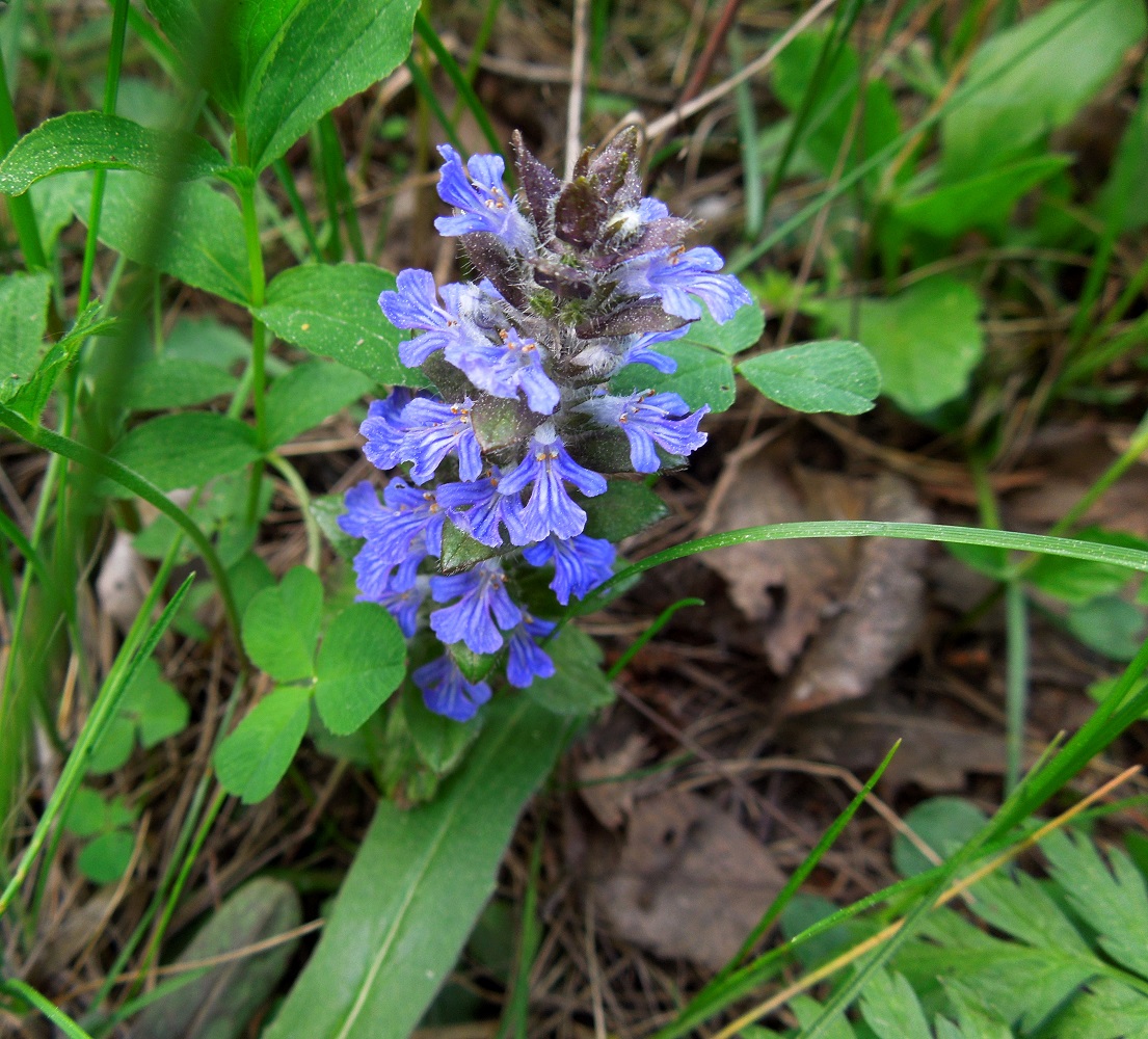 Image of Ajuga reptans specimen.