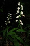 Cephalanthera longifolia