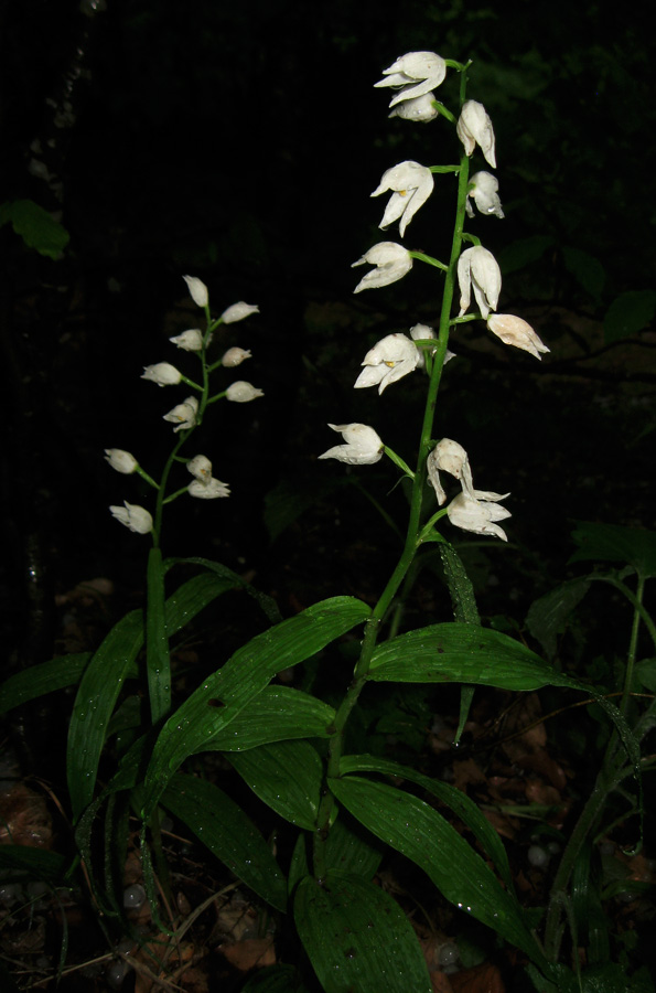 Image of Cephalanthera longifolia specimen.