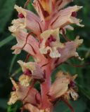 Orobanche alba