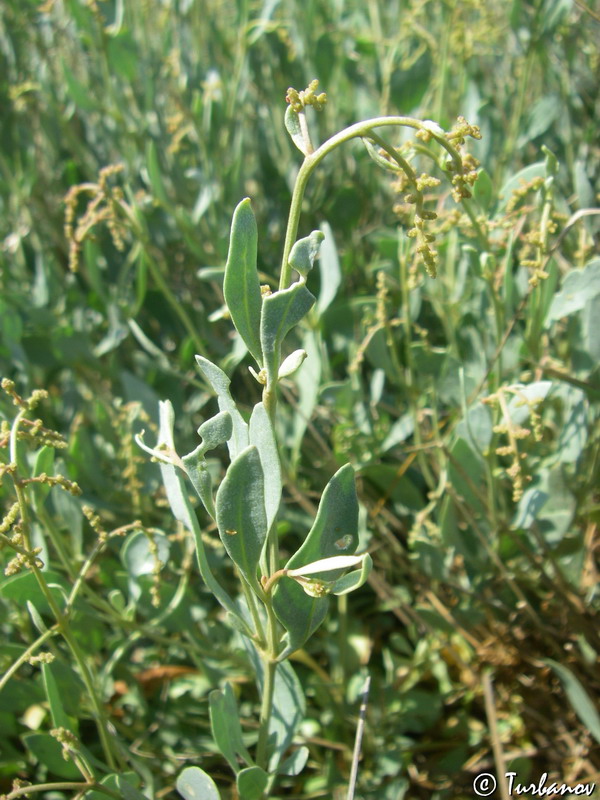 Image of Halimione verrucifera specimen.