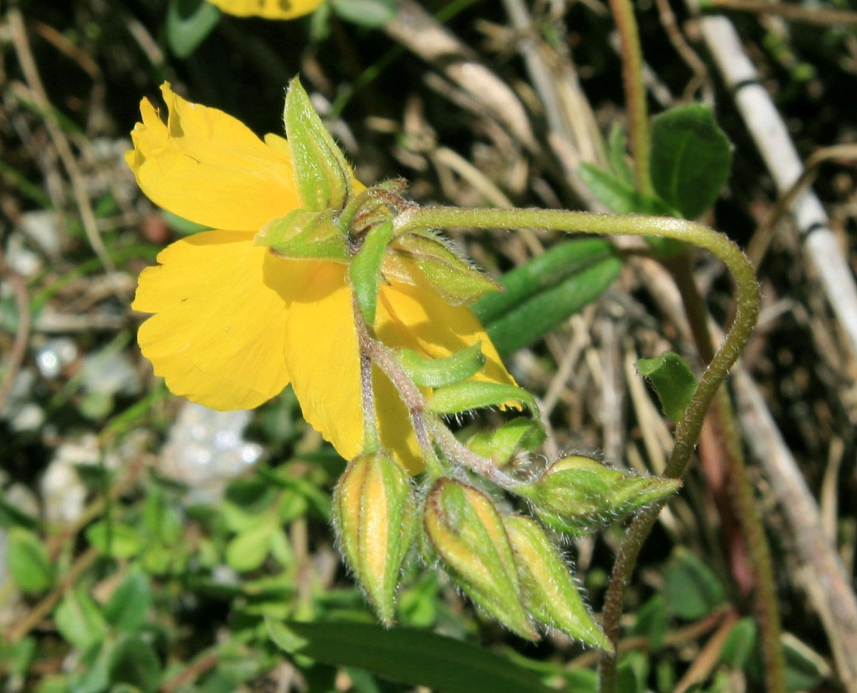 Image of Helianthemum nitidum specimen.