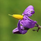 Solanum dulcamara