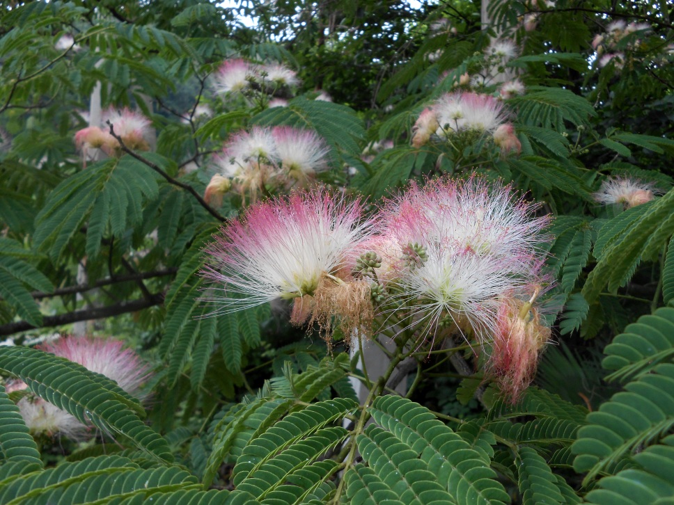 Изображение особи Albizia julibrissin.