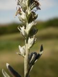 Veronica incana. Часть соплодия. Украина, Луганская обл., г. Кировск, степь. 14.07.2014.