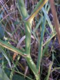 Falcaria vulgaris