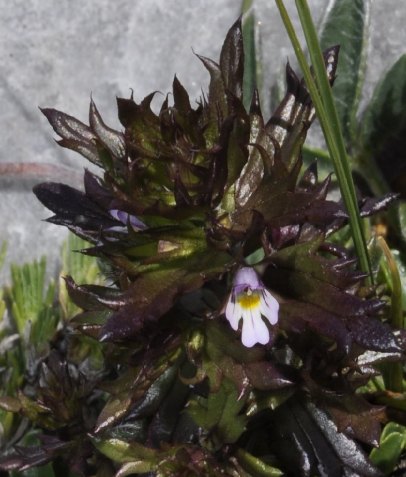 Изображение особи Euphrasia salisburgensis.