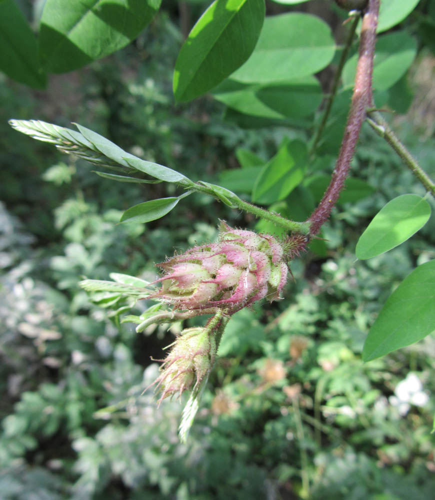 Image of Robinia viscosa specimen.