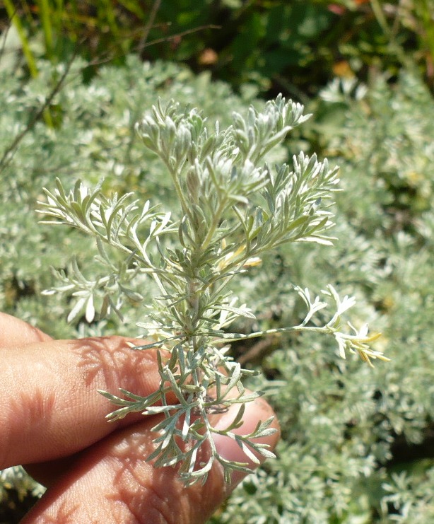 Image of Artemisia frigida specimen.