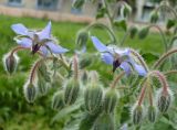 Borago officinalis