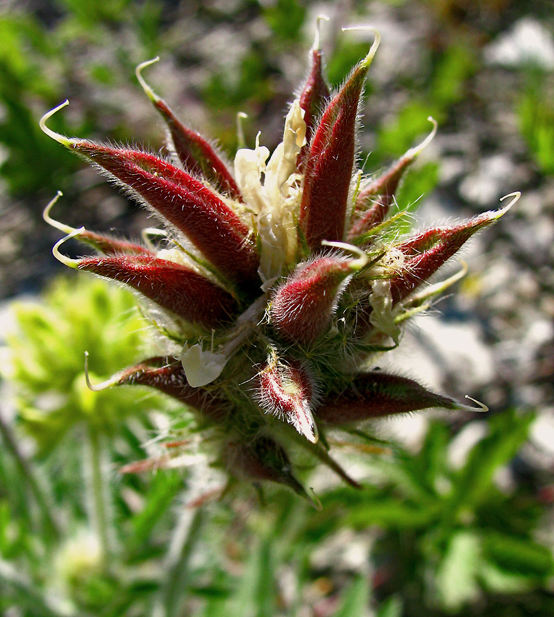 Изображение особи Oxytropis pilosa.