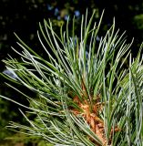 Pinus koraiensis. Верхушка побега. Германия, г. Дюссельдорф, Ботанический сад университета. 03.07.2014.
